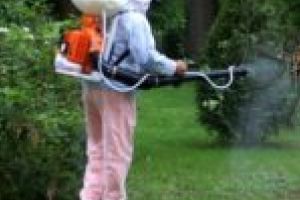 „Habemus” contract de deratizare şi dezinsecţie în Timişoara