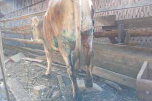 FOTO: Panică la Lepşa în urma unui atac al lupilor! Responsabilii din WOLFLIFE au luat imediat măsuri