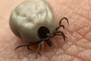 Atenţie la pericolul ascuns din parcuri! A început sezonul căpuşelor 