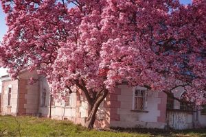 FOTO. Magnolia spectaculoasă din Satu Mare! Uimeşte toţi trecătorii