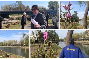 Plantări masive pe malul Begăi. Robu a sădit o salcie plângătoare şi mai vrea un tunel al iubirii