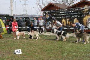 Peste 1500 de câini la ”Bistritzer Burg Dog Show 2019” de la Viişoara (FOTO)