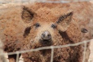 DÂMBOVIȚA: Listă de aştepare pentru purceluşii din rasele Mangaliţa şi Bazna