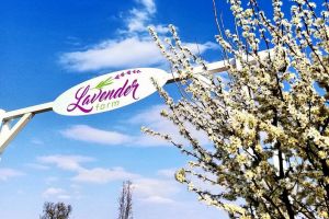 Bihorenii sunt invitaţi la Festivalul Primăverii, ţinut la o fermă de lavandă