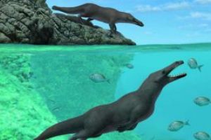 Fosilele unei balene patrupede, vechi de 42,6 milioane de ani, descoperite in Peru