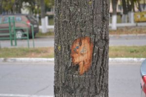 Slobozia: Cum, când şi cu ce vor fi înlocuiţi plopii ce urmează să fie tăiaţi