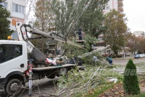 În Slobozia vor fi tăiaţi 2.000 de plopi. VIDEO