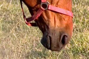 VIDEO: Cal bătut cu bestialitate, în Pădurea Mamut din Alba Iulia, pentru că nu a mai putut trage căruţa după el. ATENŢIE, IMAGINI ŞOCANTE!