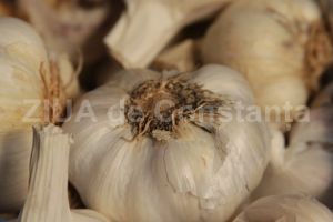 Usturoiul este benefic in prevenirea sau ameliorarea bolilor cardiovasculare 