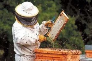 Înscrieri la curs de apicultură