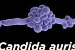 Alertă la nivel mondial. O ciupercă poate ucide milioane de oameni. Este rezistentă la medicamentele anti-ciuperci