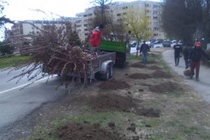 Continua plantarile de primavara in municipiul Constanta. Ce spun reprezentantii Municipalitatii