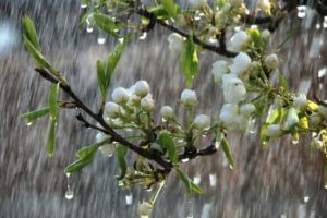 PROGNOZA METEO săptămânală. Vreme mohorâtă, va ploua toată săptămâna, iar temperaturile scad în toată ţara