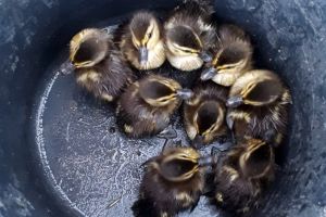 Misiune inedită: Pompierii din Oradea au salvat... 9 boboci de raţă sălbatică (FOTO)