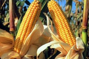 Romania a exportat, anul trecut, 12 milioane de tone de cereale in UE si tari terte; incasarile au depasit 2,2 miliarde de euro