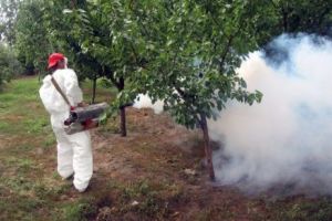 Avantajele şi pericolele dezinsecţiilor de mari proporţii. Gângăniile din Bucureşti vor fi exterminate doar noaptea. Vom scăpa şi de „gândacul puturos”?