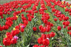 Vreme schimbătoare în ultimele două săptămâni ale lunii mai. Prognoza meteo!