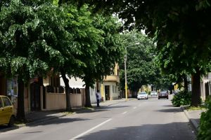 Primaria Constanta continua lucrarile de toaletare a arborilor