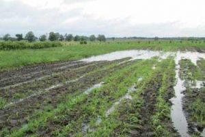 Agricultura pe înţelesul tuturor – Excesul de umiditate toamna şi protejarea culturilor