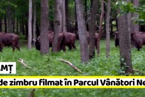 NEAMȚ: Un alt pui de zimbru şi-a făcut apariţia în Parcul Natural Vânători-Neamţ (VIDEO)
