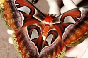 Molia uriaşă, fără gură, care arată ca o pizza