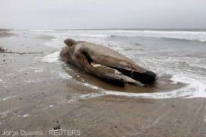 Greenpeace: Balena moarta, cu stomacul plin de plastic, descoperita pe o plaja din Sicilia