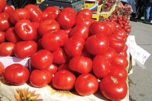 Ministerul Agriculturii asigură consumatorii că roşiile româneşti sunt sigure pentru consum