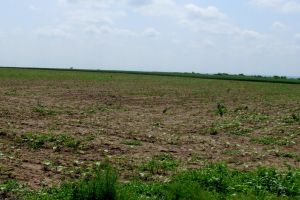 Fenomen rar: din cauza secetei din iarnă, culturile agricole de toamnă au răsărit în aprilie