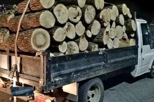 Localnici din Casinul Nou şi Praid prinşi de poliţişti cu material lemnos fără acte