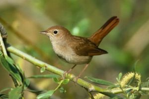 Sfinţii Constantin şi Elena! De ce numeau bunicii noştri această zi – “Constandinul Păsărilor”