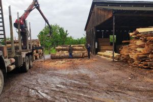 FOTO: Nereguli descoperite la un depozit de material lemnos din Focşani