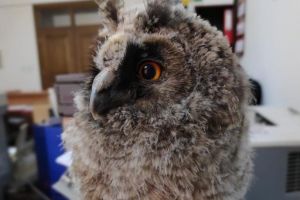 Un pui de bufniţă salvat de pe stradă a devenit mascota Facultăţii de Filosofie din Galaţi