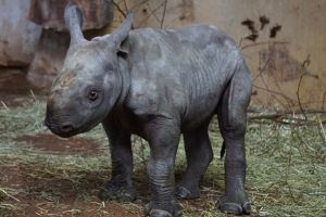 Un pui de rinocer negru, o specie care aproape a dispărut, s-a născut la Grădina Zoo din Chicago