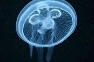 Aurelia aurita. Meduza care se autofecundează