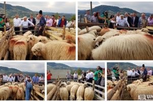 Ajutor de minimis de 2 lei/kg primit de crescătorii de ovine pentru comercializarea lânii