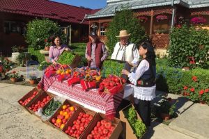 FOTO! Primele roşii produse în judeţul Botoşani ajung în pieţele agroalimentare