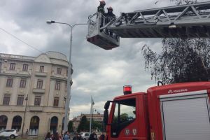 FOTO Pui de pescăruşi salvaţi de pe sediul Primăriei vechi din Sibiu