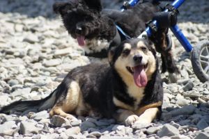 Colectă pentru căţeii de la Casa lui Patrocle