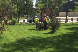 Lucrari de igienizare si cosit in cartierele din Constanta. In ce zone au actionat angajatii Primariei (galerie foto)