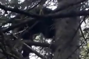 VIDEO Alertă într-o localitate din judeţul Braşov din cauza unui urs