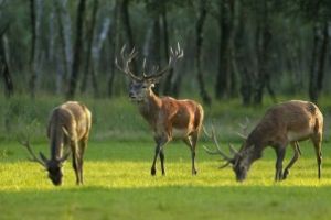 Resturi dintr-un cerb carpatin gasite langa raul Cisla