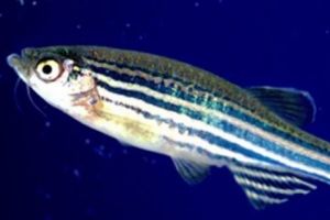 „Peştele zebră” va înlocui transplantul de inimă