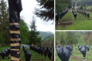 Noi suspecţi în cazul profanării cimitirului din Valea Uzului. Cine sunt cei care au oripilat o ţară întreagă