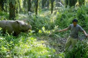 Ultimul exemplar mascul de rinocer de Sumatra din Malaezia ”nu are sperante de supravietuire”