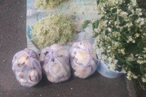 Ciupercile culese din pădure pot fi otrăvitoare. Comerciant amendat, vindea ciuperci fără acte