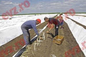 Afacerea Sparanghelul rodeşte sub binecuvântarea lui Daea, cu puşcăriaşi şi măturători din Capitală