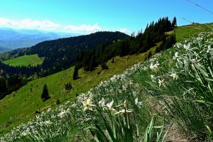 Pe unde trebuie să o luaţi ca să ajungeţi la Poiana cu narcise de pe Muntele Saca