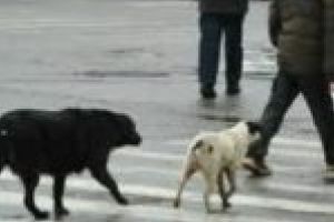 Peste 8 milioane de lei pentru câinii maidanezi din Timişoara