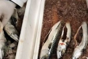 Atentat la sănătatea consumatorilor. Peşte putrezit, de vânzare în hipermarketurile din Bucureşti