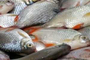 Peşte stricat în hypermarket-uri: şeful protecţiei consumatorilor se declară ȘOCAT de ce au găsit inspectorii